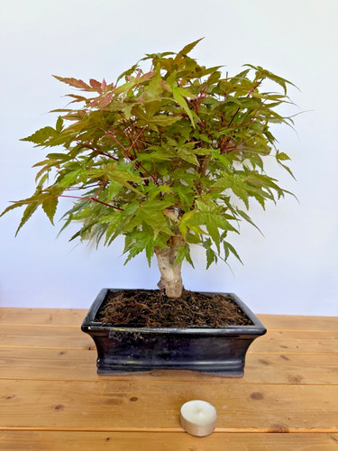 Bonsai acer palmatum deshojo - bonsai,
