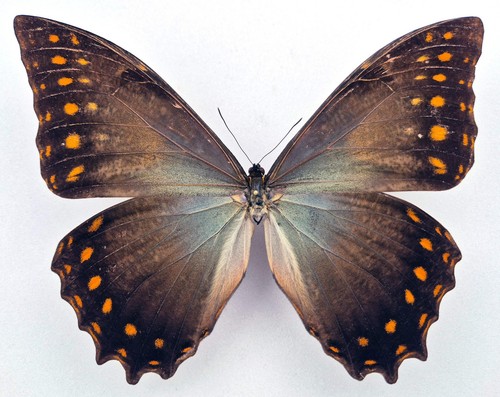Morpho amphitryon attali - , ♂