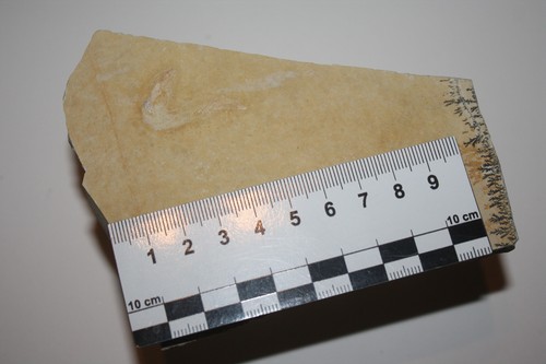 Fossiler fisch leptolepis - fossiler,