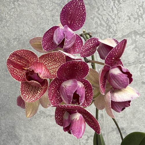 Phaleanopsis kimino peloric - ,
