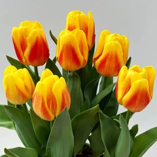 Tulpe gelb-rot, vorgetrieben