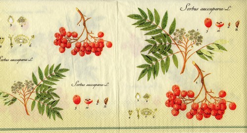 Servietten botanica - ~,