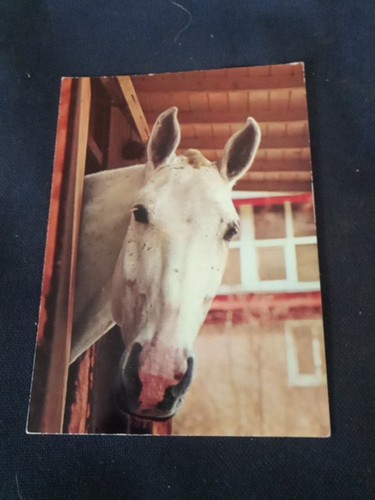 Postkarte ansichtskarte pferd - ansichtskarte,
