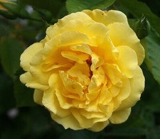 Gelbe Kletterrose 'Golden Gate' ®  Rose im  5-Liter Container für Rosenbogen