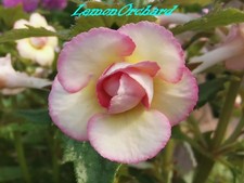 Achimenes/ Schiefteller 5 frische Rhizome/9 Sorten