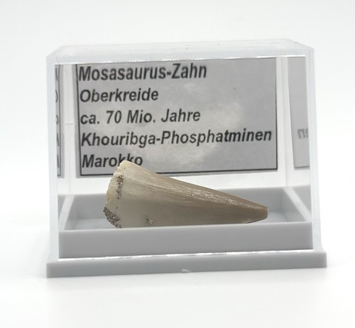 Schöner mosasaurus zahn - 1,