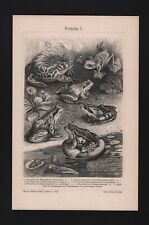 Lithografie 1908, Frösche