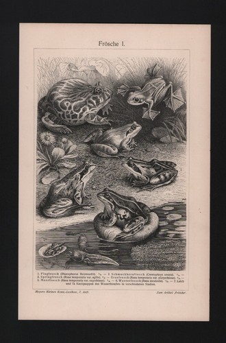 Lithografie 1908 frösche - 1908,,