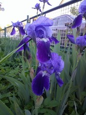 Iris croatica - Kroatische