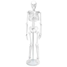 QWORK Skelett Modell, 85 cm