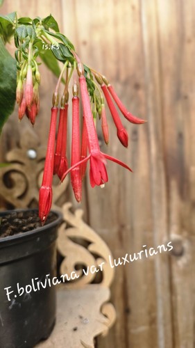 Fuchsie boliviana - ,