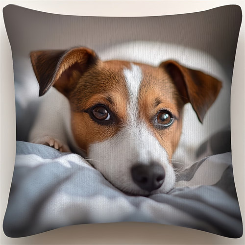 Jack russell terrier - jack,