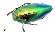 Buprestidae sternocera - buprestidae,,