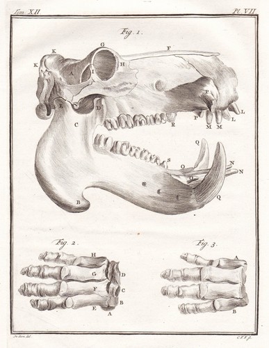 Hippopotamus nilpferd - hippopotamus,
