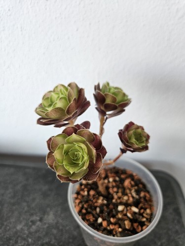 Sukkulente aeonium pink witch - sukkulente,