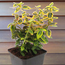 Kriechspindel Euonymus Emerald