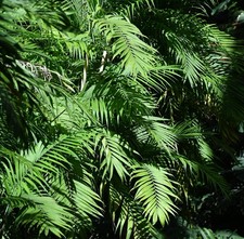 Super samen bergpalme schöne - super,