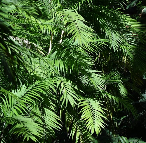 Super samen bergpalme schöne - super,