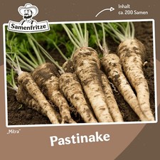 Pastinake Mitra ca. 200 Samen - robuste Sorte, Halblange weiße