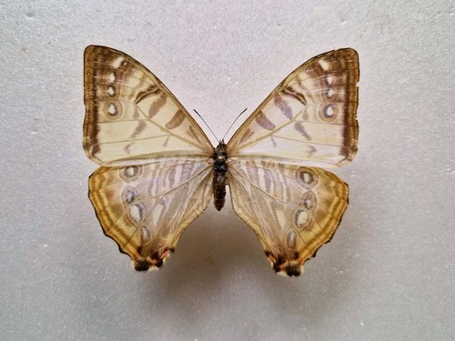 Morpho sulkowskyi female - ,