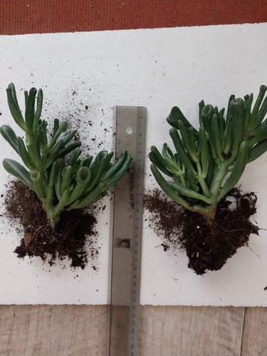 Crassula ovata gollum - crassula, 'gollum'
