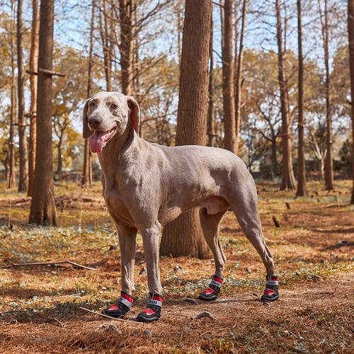 Stück rot hundeschuhe - 4,