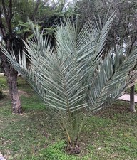 Echte Dattelpalme - Phoenix