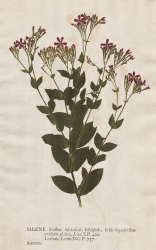 Silene leimkräuter leimkraut - leimkräuter,
