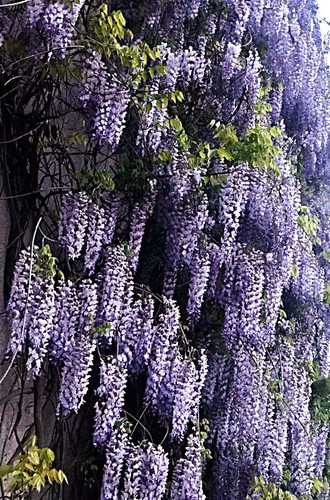 Blauregen wisteria glyzinie - wisteria,,