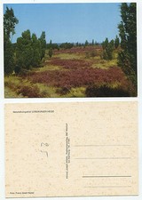 25749 - Naturschutzgebiet Lüneburger Heide - alte Ansichtskarte