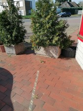 Beton pflanzkübel in verschiedenen grössen