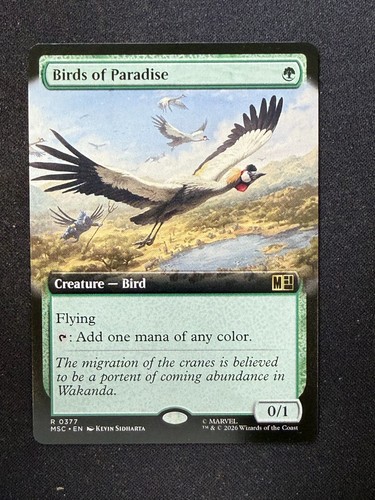 Paradiesvögel extended - extended,