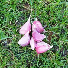 20 Ljubascha Ukraine Knoblauch Setzzehen Etagenknoblauch -25 Grad frosthart