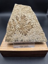 Dendriten,Solnhofen 8x6x1cm.