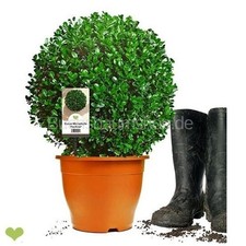 Buchsbaum Kugel 'Faulkner' | Ø30cm | Im Topf gewachsen | 10L | ±6 Jahre alt