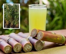 Zuckerrohr Ziergras Pflanzen für die Wohnung das Haus Rarität Zimmerpflanzen Set