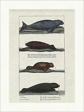 Gabelschwanzseekuh Dugong Rundschwanzseekuh Manati Seekühe Säugetiere Buffon 129