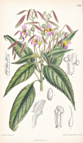 Impatiens thomsoni himalaya - thomsoni,