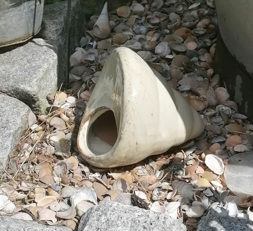 Muschel schnecke beige a - muschel, /