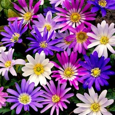 Anemonen Blumenzwiebeln