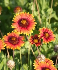 Kokardenblume Gaillardia grandiflora, 3 kräftige Stauden aus Biogarten 