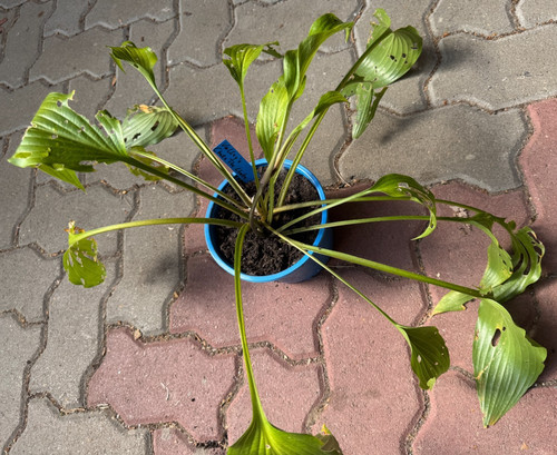 Hosta funkie valley s - hosta, /