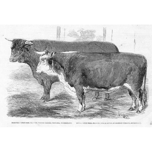 Viehpreis hereford und - viehpreis,