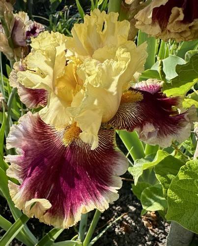 Schwertlilie iris - tb,,