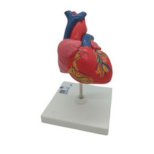 3B Scientific Menschliche Anatomie - Klassik-Herzmodell, 2-teilig