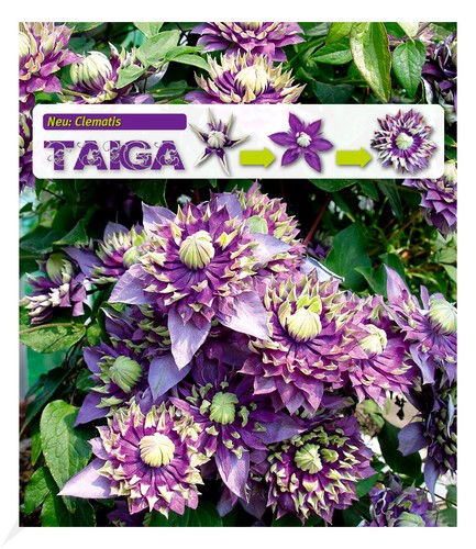 Gefüllte clematis taiga 1 - gefüllte,