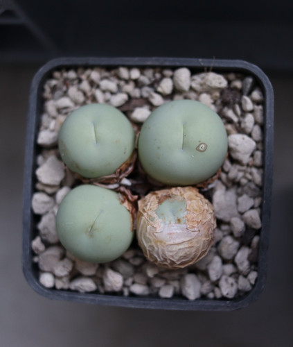 Conophytum calculus 5cm - calculus,