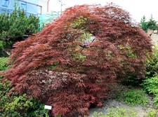 Blutfächer-Ahorn (acer palmatum atropurpureum) 25 Samen