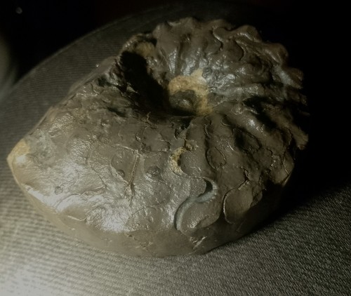 Ceratites dorsoplanus ammonit - ceratites, dorsoplanus/ammonit