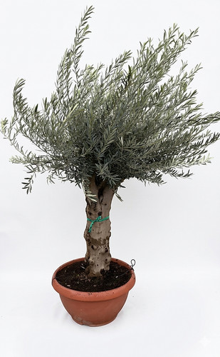 Olivenbaum olive jahre - olivenbaum,